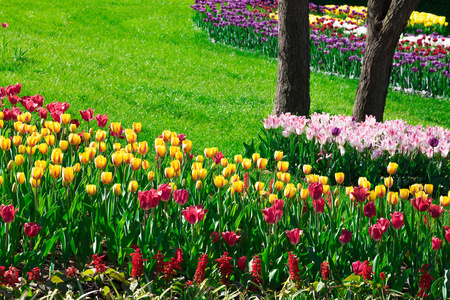 郁金香盛开的花场,绿草茵茵的美丽春天花园.在背光温暖的日光光.