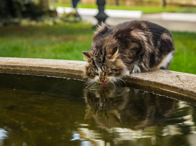 大型黑大理石猫饮水机的图像图片