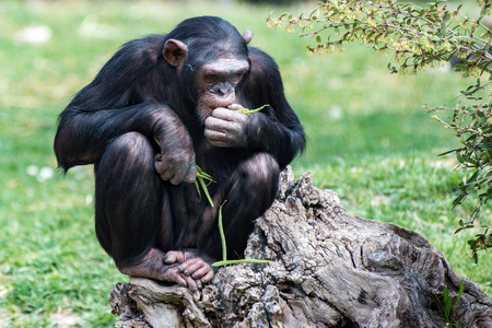 休息时猿黑猩猩猴子