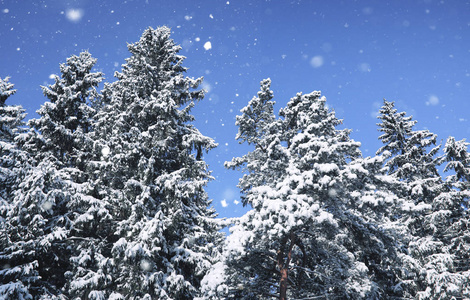 冬雪中的神奇松树林