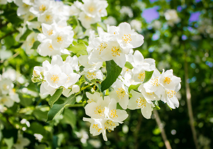 茉莉花的灌木开花茉莉花灌木 philadelphus lemoinei hibridus 花背景