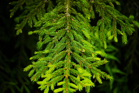 高尖的松树图片