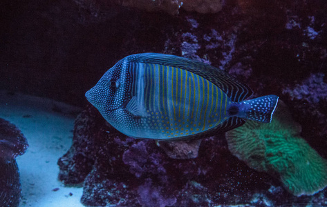 Sailfin 汤 Zebrasoma veliferum 游过珊瑚礁