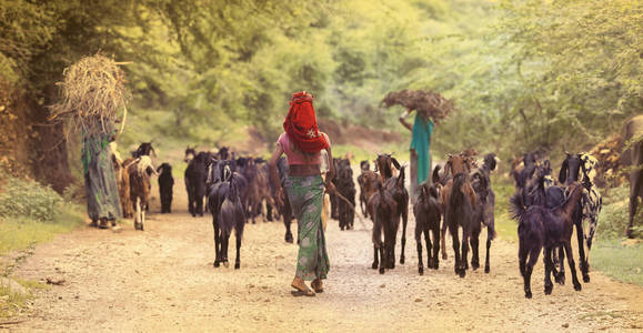 牧羊人与羊图片