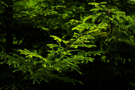 美丽的松树在背景高山上