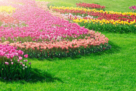 郁金香盛开的花场,绿草茵茵的美丽春天花园.在背光温暖的日光光.