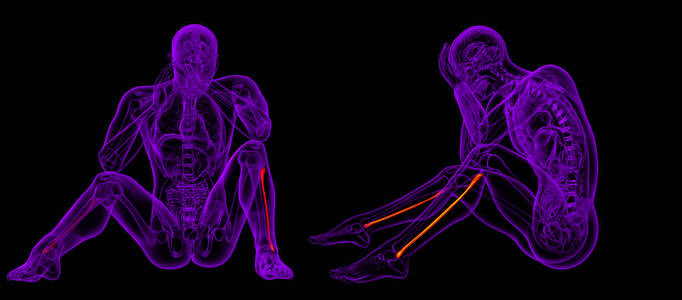 3d. 腓骨骨的渲染图示