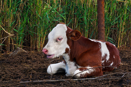 漂亮的红色和白色的小牛犊独自坐着。小母牛