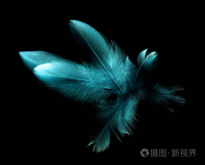 在黑色背景上的鸟羽照片 正版商用图片0pxwdk 摄图新视界