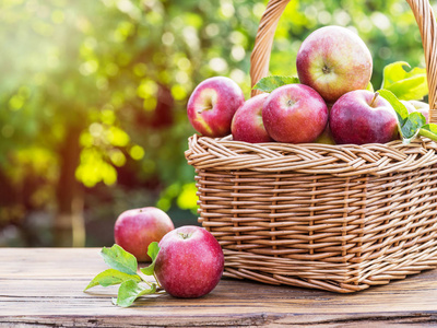 苹果收获。桌上的篮子里有成熟的红苹果。秋天庭院在背景