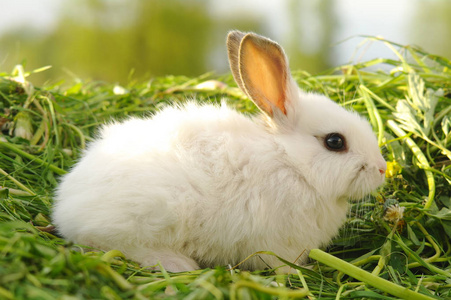 有趣可爱的兔子在户外图片