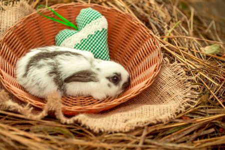 可爱的兔子兔子坐在柳条碗用绿色的心
