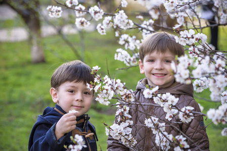 快乐的小兄弟孩子在春天的花园与开花的树木