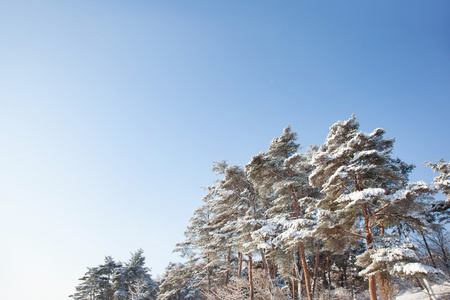 雪与松树