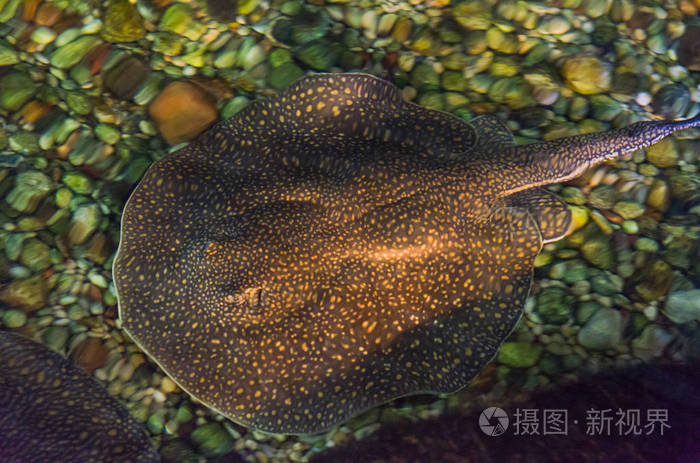 淡水河中美丽的普通刺魟