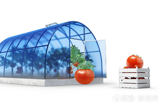 圆形温室西红柿