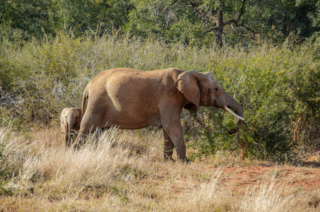 大象婴孩与母亲在南非国家公园图片