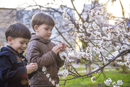 春天的花园与开花的树木，在户外快乐兄弟小孩子