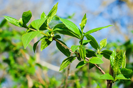 茉莉花春树