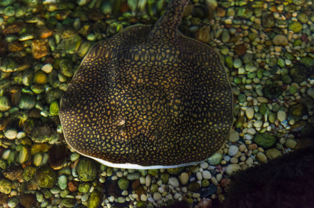 魟鱼摄影图-魟鱼图片大全-魟鱼照片-摄图新视界