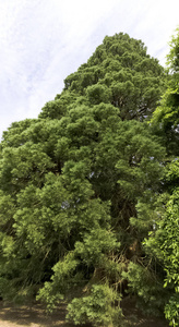 英国 Uckfield 的老红杉红木树