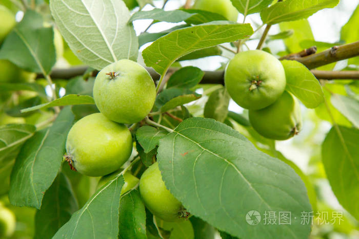 树枝上未成熟苹果的果实景深浅在花园里生长的水果