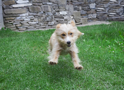可爱的狗在草地上奔跑和跳跃