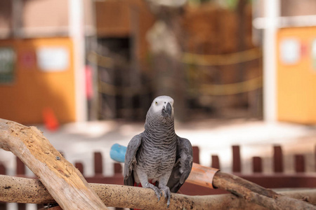 宠物非洲灰鹦鹉 Psittacus erithacus 栖息在木玩健身房