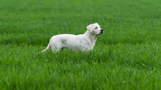 年轻可爱的白色拉布拉多猎犬犬狗与漂亮的脸户外