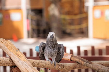宠物非洲灰鹦鹉 Psittacus erithacus 栖息在木玩健身房