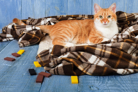 姜猫坐在格子毯图片