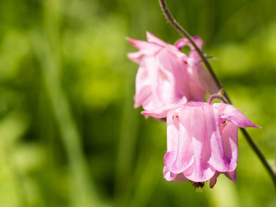 美丽的粉红色农人扛花盛开在春天的草地上