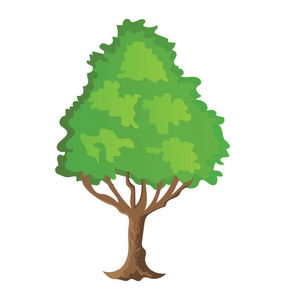 速生杨树白杨树照片