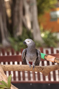 宠物非洲灰鹦鹉 Psittacus erithacus 栖息在木玩健身房