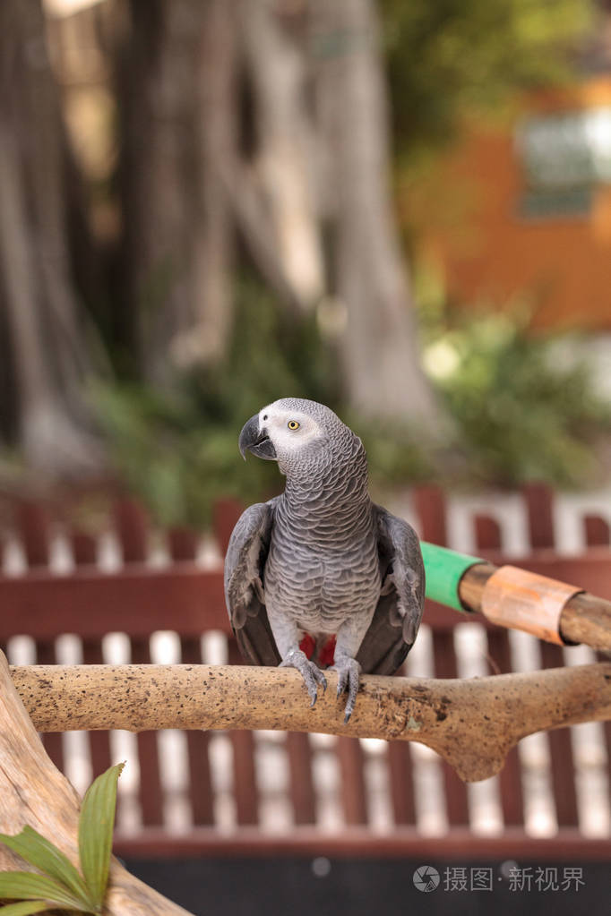 宠物非洲灰鹦鹉 psittacus erithacus 栖息在木玩健身房