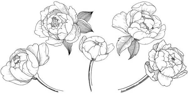 牡丹花以矢量风格隔开。背景纹理包装图案框架或边框的矢量花