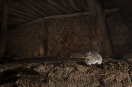 在旧谷仓的干草堆田间老鼠在谷仓和干草堆, 黑线崇安照片