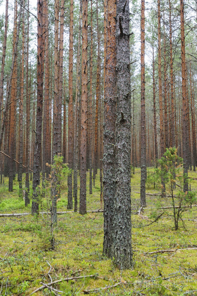 冷杉树森林风景.苔藓在地面上