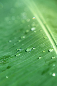 在绿色香蕉叶表面, 雨滴的特写选择软焦点雨下落