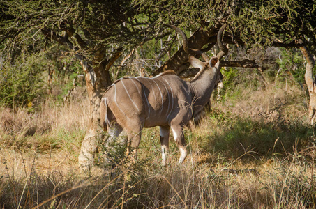 雄性羚羚羊, Tragelaphus strepsiceros, 南非
