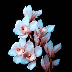 在黑色兰花图片