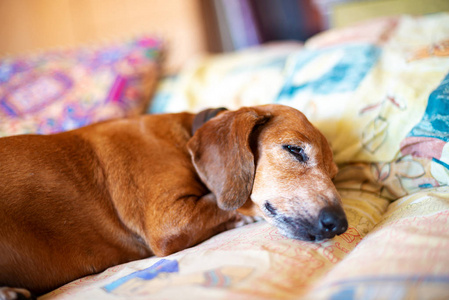 老漂亮的猎犬甜蜜地睡在枕头上的床上