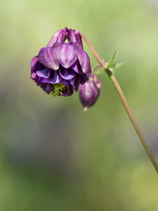 美丽的紫罗兰农人扛花盛开在春天的草地上