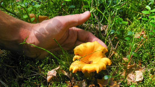 蘑菇采摘器在森林里找到了 chanterelles。手要撕掉一个大汁的鸡油菌