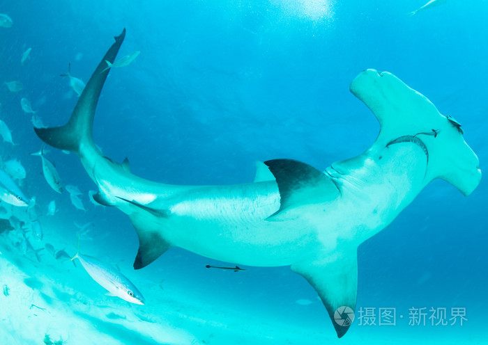 在巴哈马锤头鲨