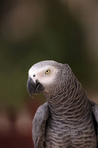 宠物非洲灰鹦鹉 Psittacus erithacus