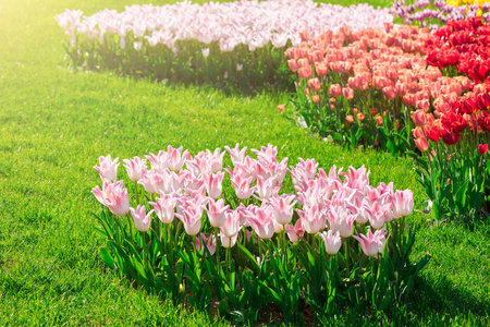 郁金香盛开的花场，绿草茵茵的美丽 spr