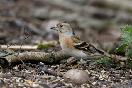 花鸡，fringilla montifringilla