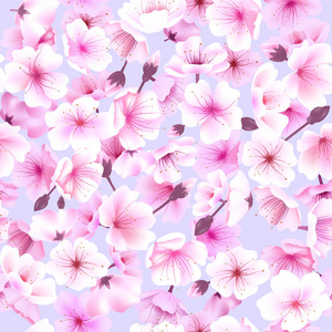 无缝模式与樱花，一朵朵的东方，樱花开花春天节日赏花