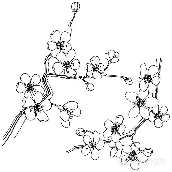 樱花背景简笔画图片